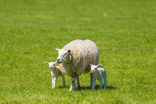 Ein Schaf mit zwei Lämmern auf einer Weide.
