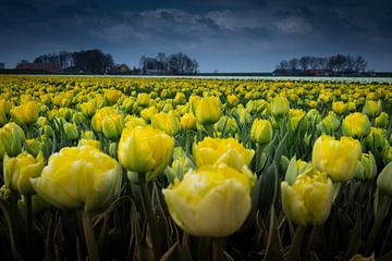 gele tulpen van peterheinspictures