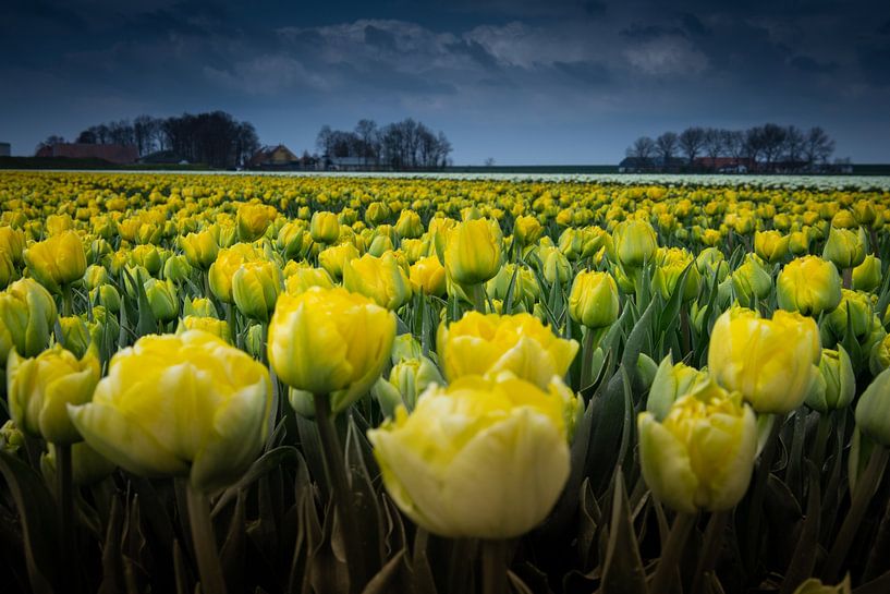 tulipes jaunes par peterheinspictures