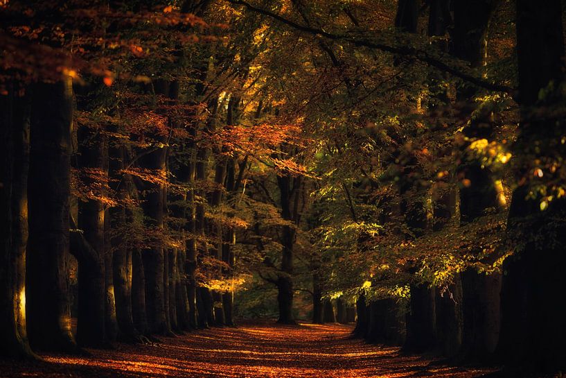 Avenue of Beech by Martijn Schruijer