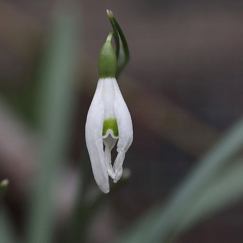 01 Jochumhof Sneeuwklokje