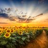 Sunflower field at sunset | the secret path by Melanie Viola