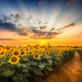 Sonnenblumenfeld bei Sonnenuntergang | der geheime Pfad von Melanie Viola