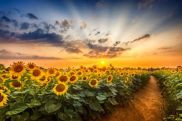 Zonnebloemveld bij zonsondergang | Het Geheime Pad