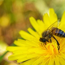 Honeybee on Dandelion Landscape by Iris Holzer Richardson