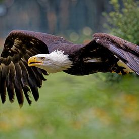 Pygargue à tête blanche en vol sur Detlef Schöler Fotografie