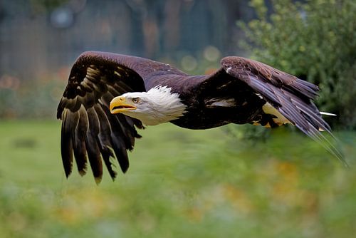 Witkopzeearend in vlucht