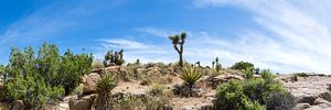 Idylle in Joshua Tree National Park | Panorama van Melanie Viola