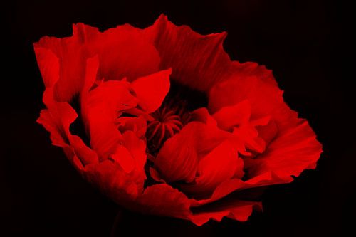 rood&zwart
