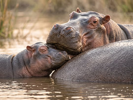 Hippo Familie Sanfte Nähe am Flussufer von Max Steinwald