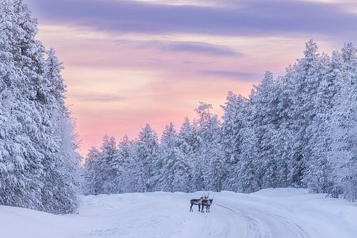 An arctic dream by Monique van Genderen (in2pictures.nl fotografie)