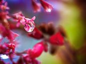 Macro van een regendruppel op een Heuchera bloem van ManfredFotos thumbnail