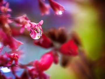 Macro van een regendruppel op een Heuchera bloem van ManfredFotos