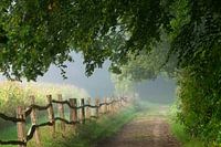 Morning fog in the Horsten