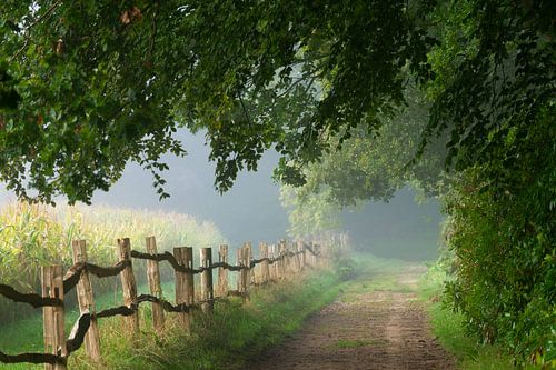 Morgennebel auf dem Horsten