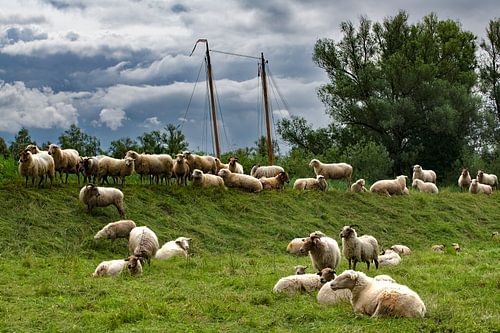 Grazende schapen in Recreatiegebied de Merwelanden.