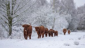 Schottische Highlander bei einem Spaziergang...