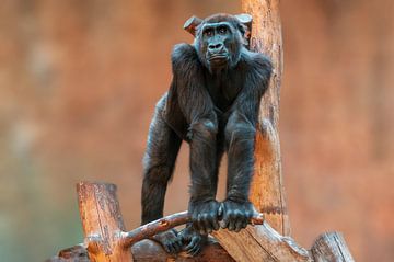 beobachtender Gorilla von Mario Plechaty Photography
