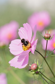Bourdon sur une fleur rose (cosméa)