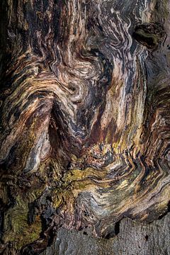 Lijnen van het leven