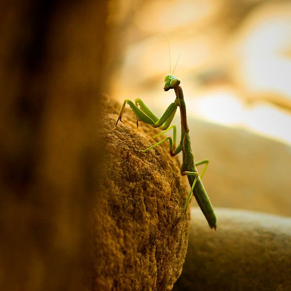 Praying mantis by Laura von S