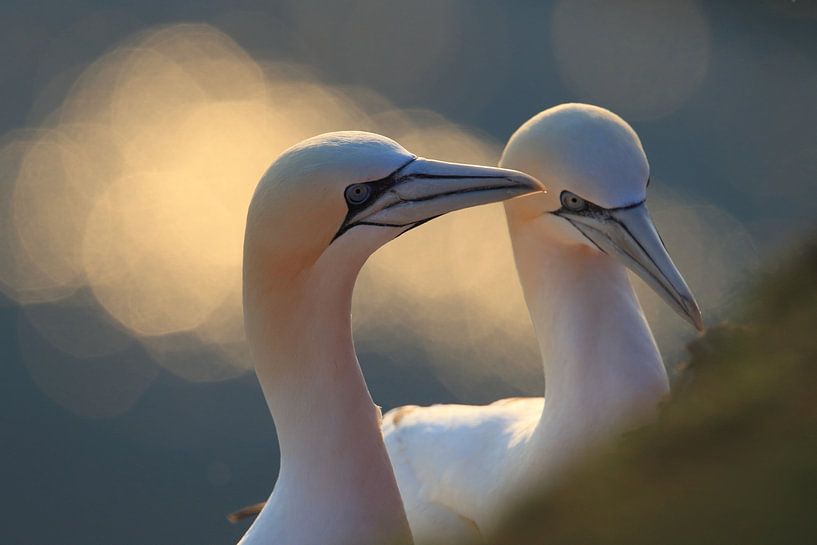 Jan-van-genten Helgoland Eiland Duitsland van Frank Fichtmüller