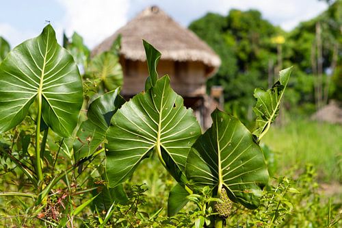 Vegetation in a native village in Suriname