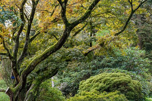 arbres Arboretum Gimborn Doorn
