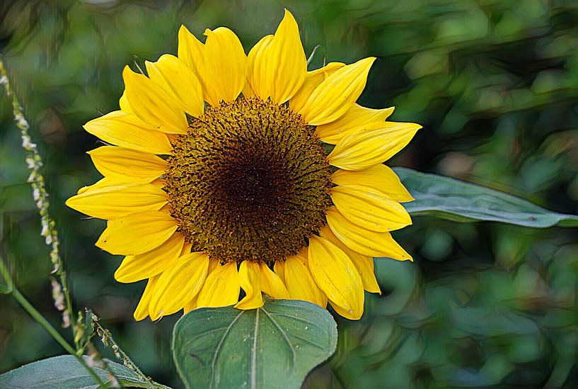 The blooming sunflower. by Jurjen Jan Snikkenburg
