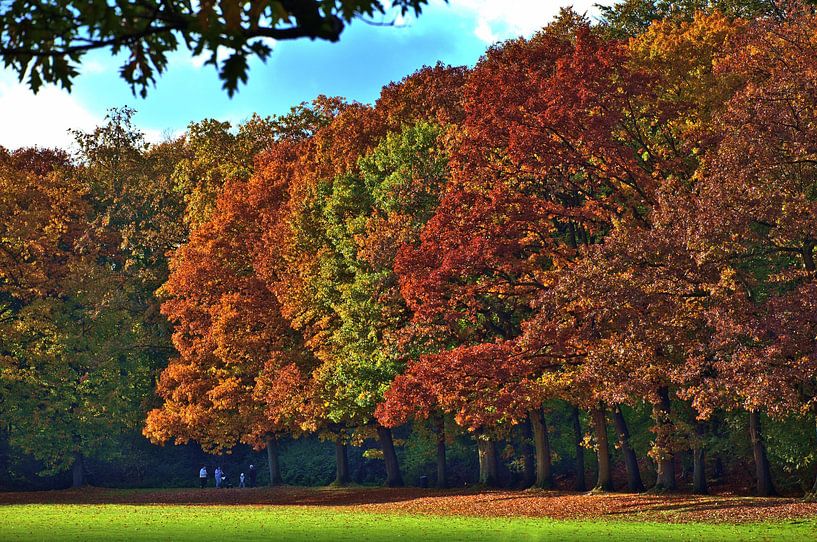 Arbres aux couleurs de l'automne par Edgar Schermaul