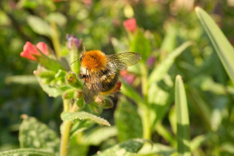 Hommel op een bloem die nectar verzamelt van Martin Köbsch