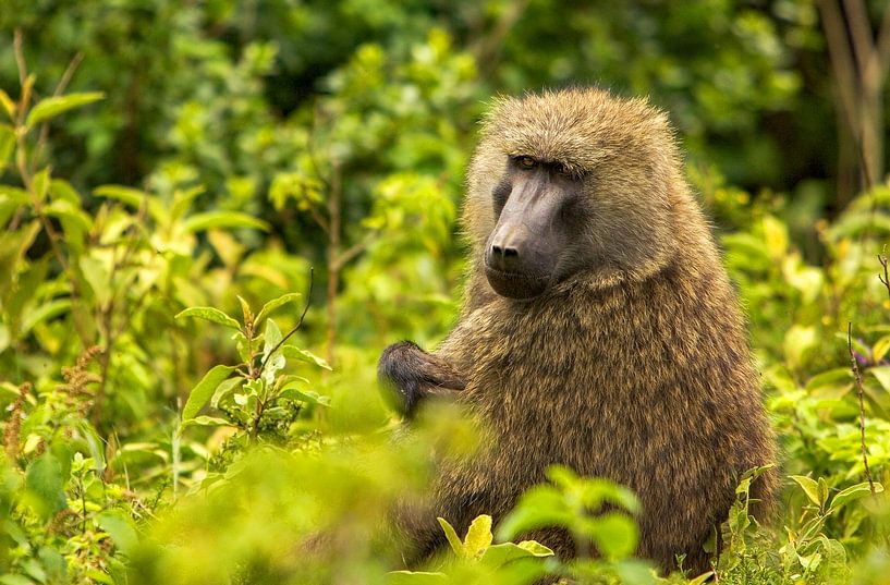 Pavian von Peter Michel