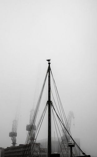 Mouette au-dessus de Ruoholahti