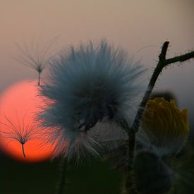 macro zonsondergang pluisjes  van Maarten Honinx