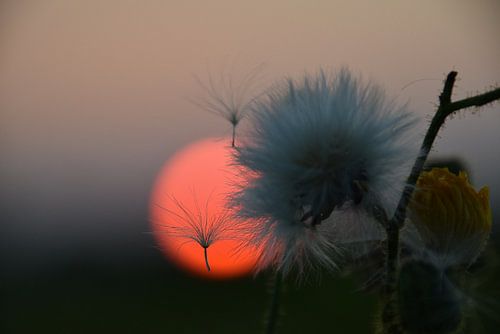 macro zonsondergang pluisjes 