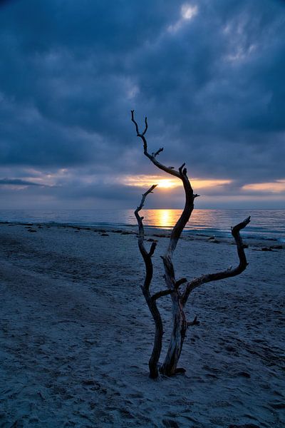 Love tree on the beach at sunset by Martin Köbsch