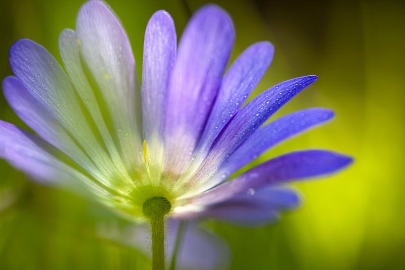 Anemone von Henk Groenewoud