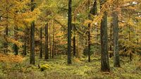 Lariksbos in de herfst