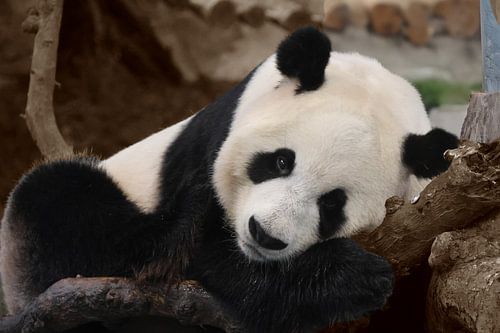 Panda ligt heerlijk te genieten op een tak