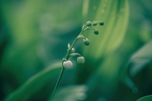 flowers part 445 by Tania Perneel