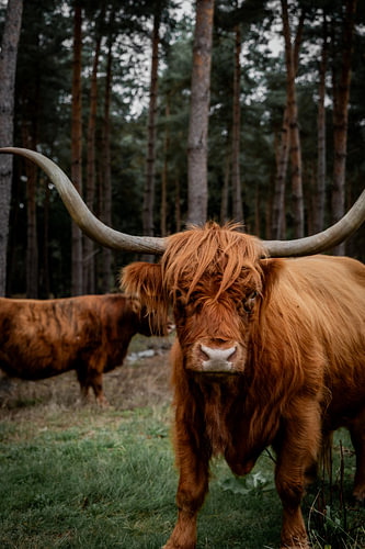 A curious Scottish Highland cow in the Veluwe