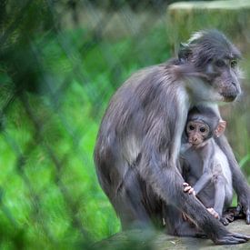 Moeder en zoon aap in diergaarde blijdorp van Remco Paauwe
