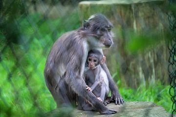 Mutter und Sohn Affe im Zoo von Blijdorp von Remco Paauwe