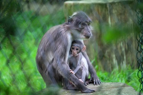 Mother and son monkey at blijdorp zoo