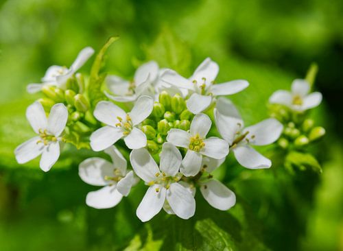 Witte Mosterdbloem Cluster