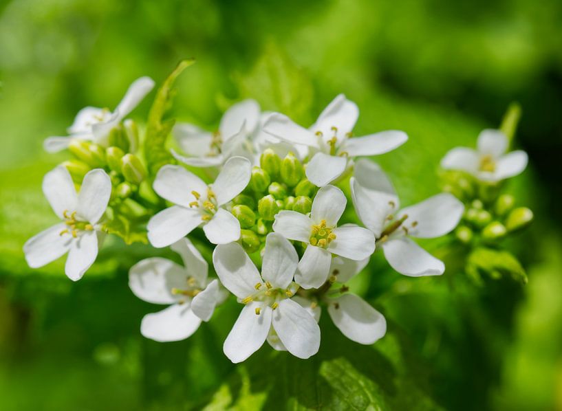 Weißer Senf Blumen Cluster von Iris Holzer Richardson