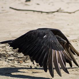 Unfolding Wing by Piret Victoria Ribas Art & Photography