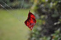 red leaf