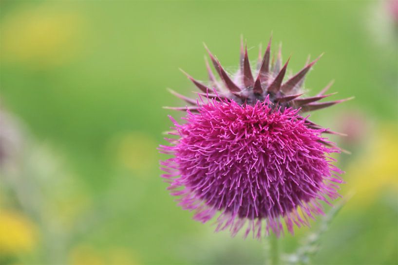 Distel von Silvia Weenink