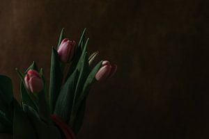 Tulipes sur Elena van der Veen